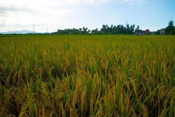 Pirinç bitkileri hasat için sararmaya başladı..