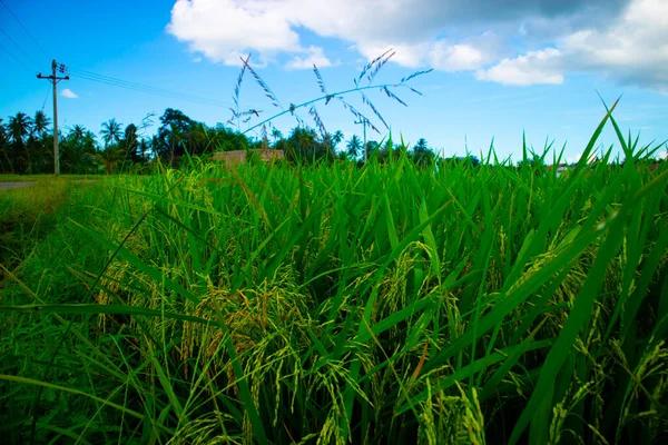 Yeşil pirinç bitkileri ve mavi gökyüzü ile doğa manzarası.