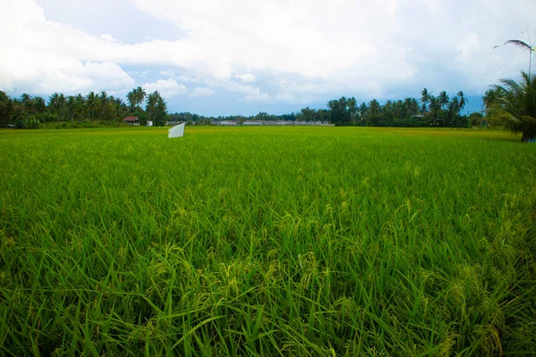 Yeşil pirinç bitkileri ve doğa manzarası, mavi gökyüzüne beyaz bulutlar ve binalar eşlik ediyor..