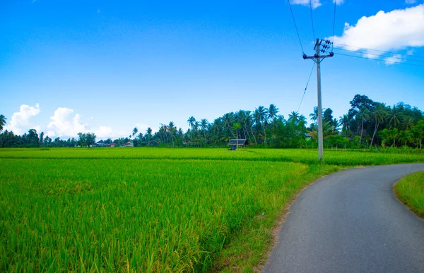 Yeşil pirinç bitkileri ve mavi gökyüzü ile doğa manzarası.