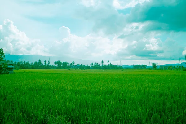 Yeşil pirinç bitkileri ve mavi gökyüzü ile doğa manzarası.