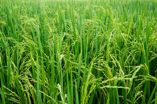 Bereketli ve yeşil pirinç bitkileri.