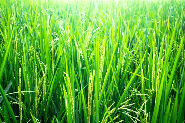 Bereketli ve yeşil pirinç bitkileri.