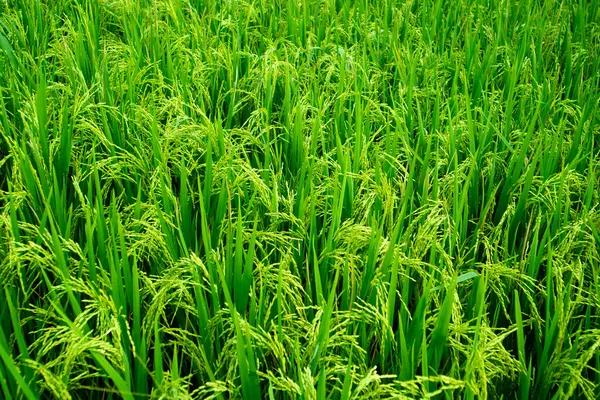Bereketli ve yeşil pirinç bitkileri.