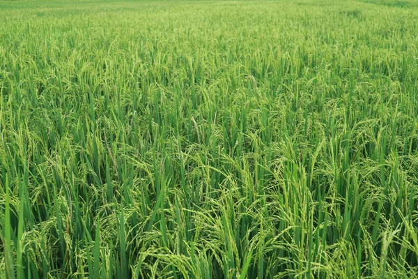 Bereketli ve yeşil pirinç bitkileri.