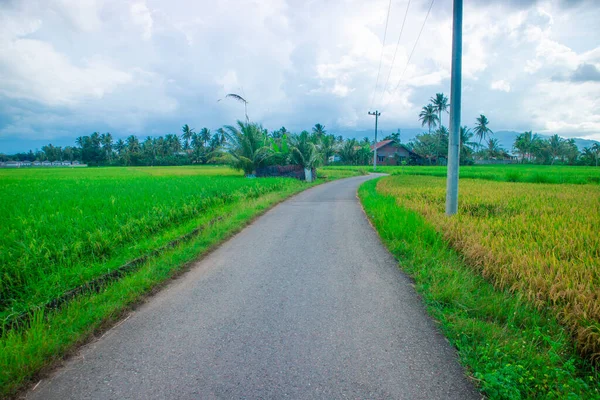 Yeşil ve sarı pirinç bitkileri ve doğa, yol ve gökyüzü manzarası.