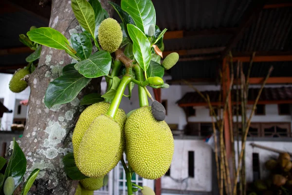 Yeşil ve bereketli meyveler hala ağaçta asılı..