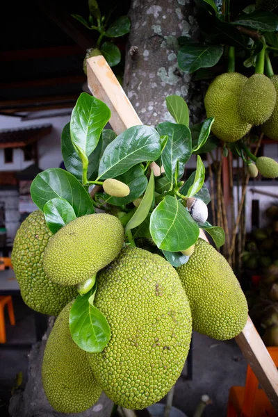 Yeşil ve bereketli meyveler hala ağaçta asılı..