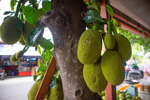 Yeşil ve bereketli meyveler hala ağaçta asılı..