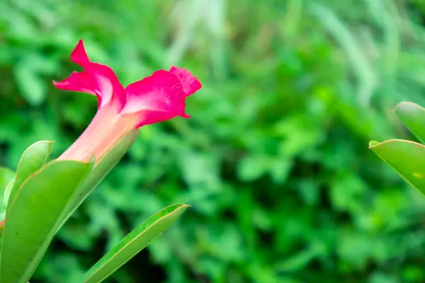Güzel ve parlak Dokunma bana.