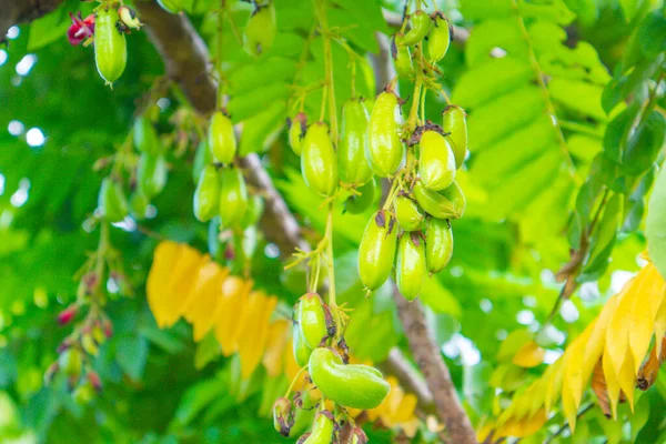 Yeşil ve güzel yıldız meyvesine yeşil ve sarı yapraklar eşlik eder..