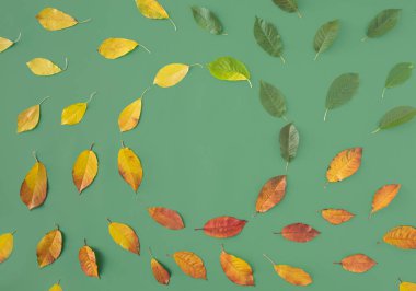 Kırmızı, yeşil ve sarı yapraklar yaşam hareketi gibi bir çember oluşturur ya da yeşil arka planda bir yılın konsepti düz zeminde yatar.