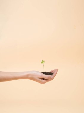 Kehribar sarısı arka planda büyüyen toprak parçasından büyüyen küçük yeşil bitki.