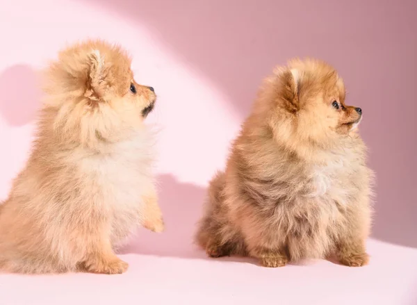 二つのかわいいです混乱ポメラニアン子犬とともにピンクの背景 — ストック写真