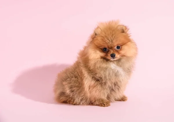 Leuke Verward Pomeranian Puppy Met Roze Achtergrond — Stockfoto