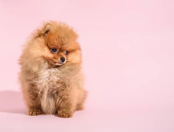 Leuke Verward Pomeranian Puppy Met Roze Achtergrond — Stockfoto