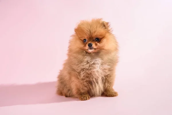 かわいいです混乱ポメラニアン子犬とともにピンクの背景 — ストック写真