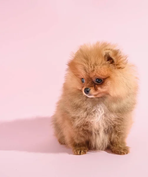 かわいいです混乱ポメラニアン子犬とともにピンクの背景 — ストック写真