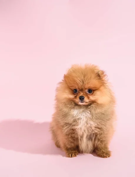 かわいいです混乱ポメラニアン子犬とともにピンクの背景 — ストック写真