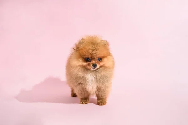 Cute Mylić Pomeranian Szczeniak Różowym Tle — Zdjęcie stockowe