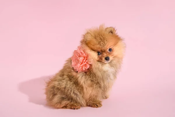 かわいいです混乱ポメラニアン子犬とともにピンクの背景とともに花 — ストック写真