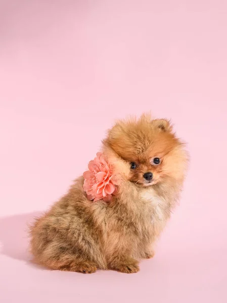 かわいいです混乱ポメラニアン子犬とともにピンクの背景とともに花 — ストック写真