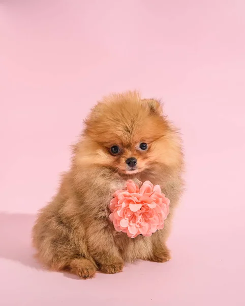 Cute Confused Pomeranian Puppy Pink Background Flower — Stock Photo, Image