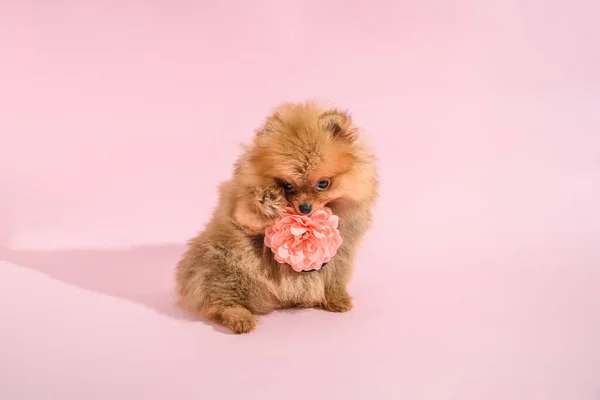 かわいいです混乱ポメラニアン子犬とともにピンクの背景とともに花 — ストック写真