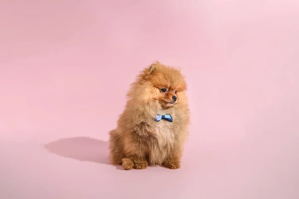 Leuke Verward Pomeranian Puppy Met Roze Achtergrond Met Strikje — Stockfoto