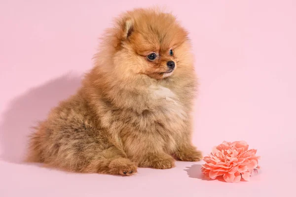 Cute Mylić Pomeranian Szczeniak Różowym Tle Kwiatem — Zdjęcie stockowe