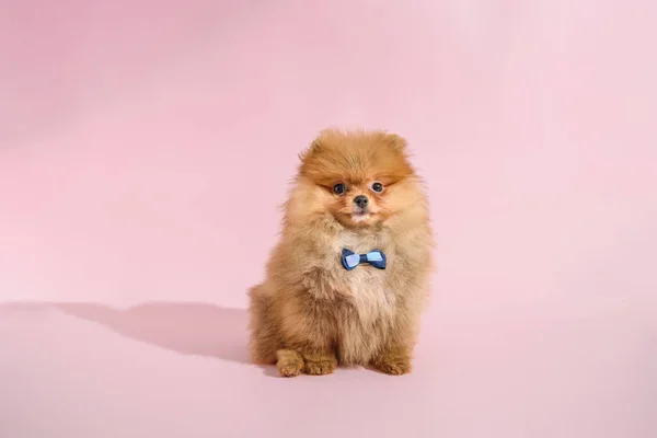 かわいいです混乱したPomeranian子犬とともにピンクの背景とともに蝶 — ストック写真