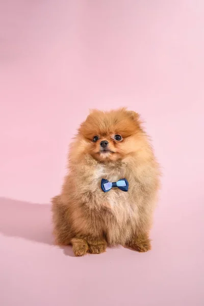 かわいいです混乱したPomeranian子犬とともにピンクの背景とともに蝶 — ストック写真