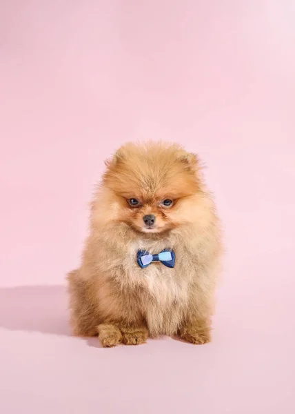 Leuke Verward Pomeranian Puppy Met Roze Achtergrond Met Strikje — Stockfoto