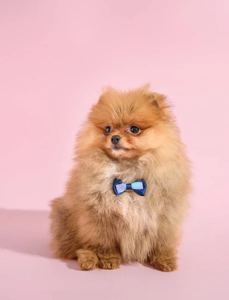 Leuke Verward Pomeranian Puppy Met Roze Achtergrond Met Strikje — Stockfoto