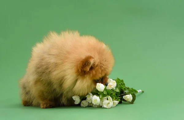 Leuke Verward Pomeranian Puppy Met Groene Achtergrond Met Bloemen — Stockfoto