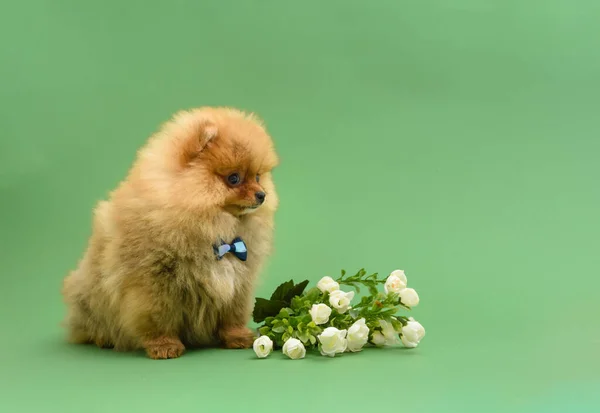 Cute Mylić Dżentelmen Pomeranian Szczeniak Zielonym Tle Kwiatów Noszących Muszkę — Zdjęcie stockowe