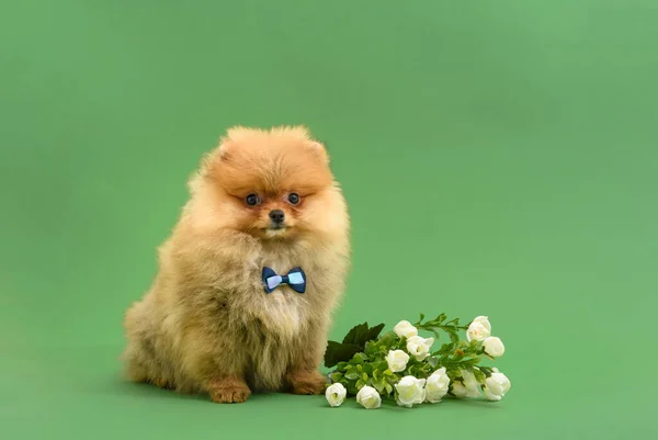 かわいいです混乱紳士Pomeranian子犬とともに緑の背景とともに花を身に着けている蝶 — ストック写真