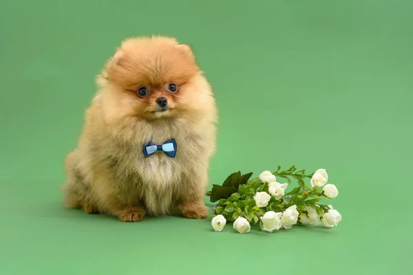 かわいいです混乱紳士Pomeranian子犬とともに緑の背景とともに花を身に着けている蝶 — ストック写真