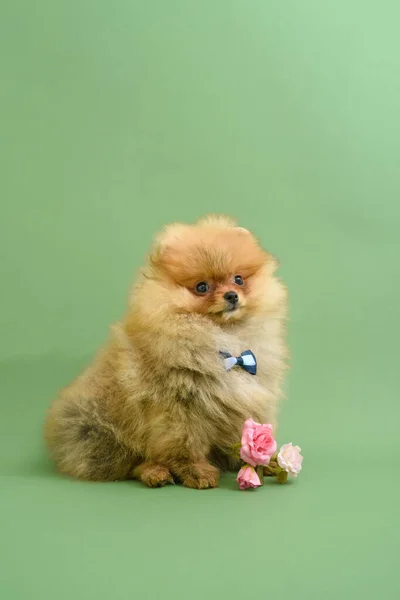 Leuke Verwarde Gentleman Pomeranian Puppy Met Groene Achtergrond Met Bloemen — Stockfoto