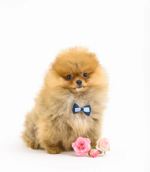 Cute Confused Gentleman Pomeranian Puppy White Background Flowers Wearing Bowtie — Stock Photo, Image