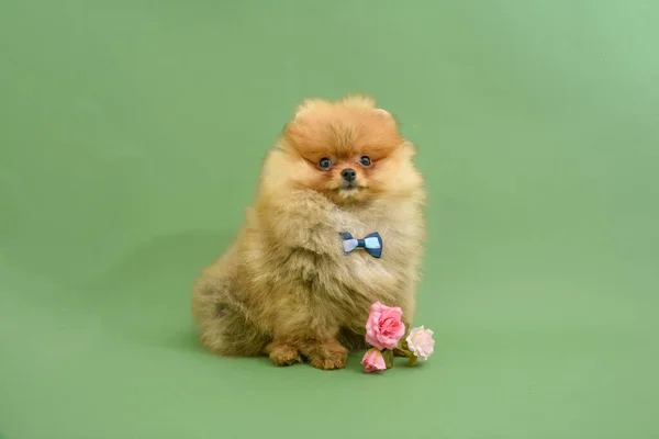 かわいいです混乱紳士Pomeranian子犬とともに緑の背景とともに花を身に着けている蝶 — ストック写真