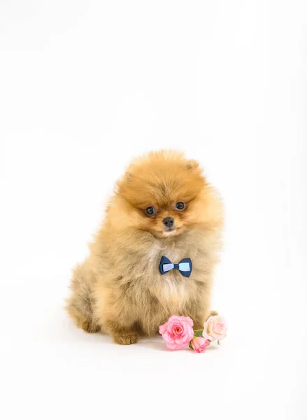 Cute Confused Gentleman Pomeranian Puppy White Background Flowers Wearing Bowtie — Stock Photo, Image