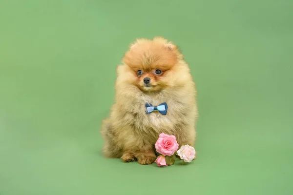 かわいいです混乱紳士Pomeranian子犬とともに緑の背景とともに花を身に着けている蝶 — ストック写真