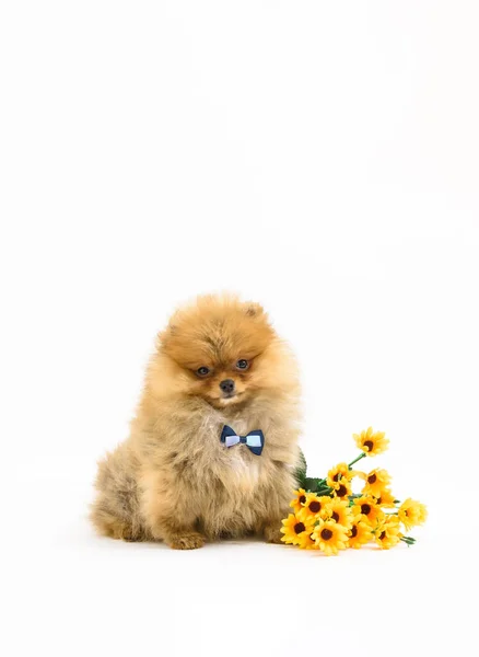 Cute Mylić Dżentelmen Pomeranian Szczeniak Białym Tle Kwiatów Noszących Muszkę — Zdjęcie stockowe