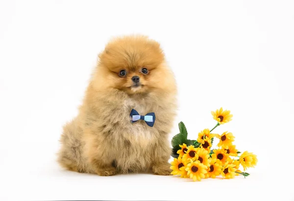 Cute Confused Gentleman Pomeranian Puppy White Background Flowers Wearing Bowtie — Stock Photo, Image