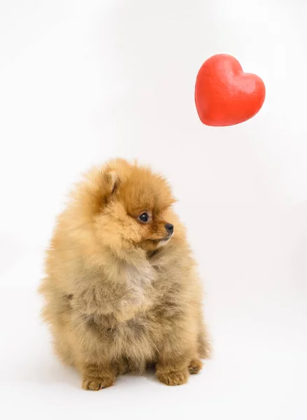 Cute Confused Pomeranian Puppy White Background Interacting Levitating Heart — Stock Photo, Image