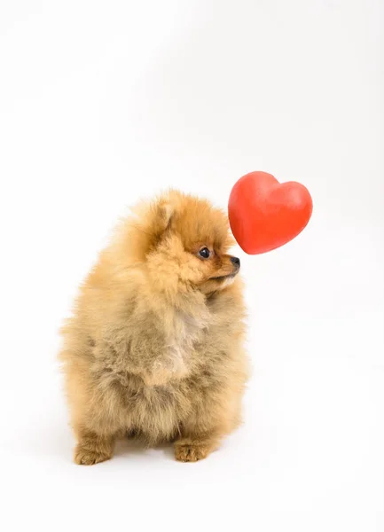 Cute Confused Pomeranian Puppy White Background Interacting Levitating Heart — Stock Photo, Image