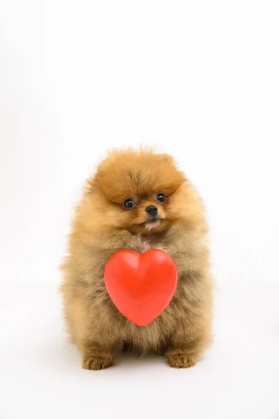 Cute Confused Lovely Pomeranian Puppy White Background Interacting Levitating Heart — Stock Photo, Image