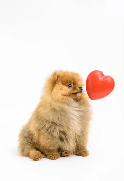 Cute Confused Lovely Pomeranian Puppy White Background Interacting Levitating Heart — Stock Photo, Image