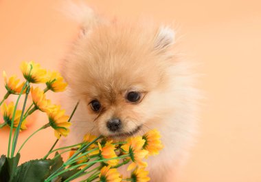 Şirin, enerjik, turuncu arka planda çiçek yiyen sevimli bir Pomeranya köpeği.